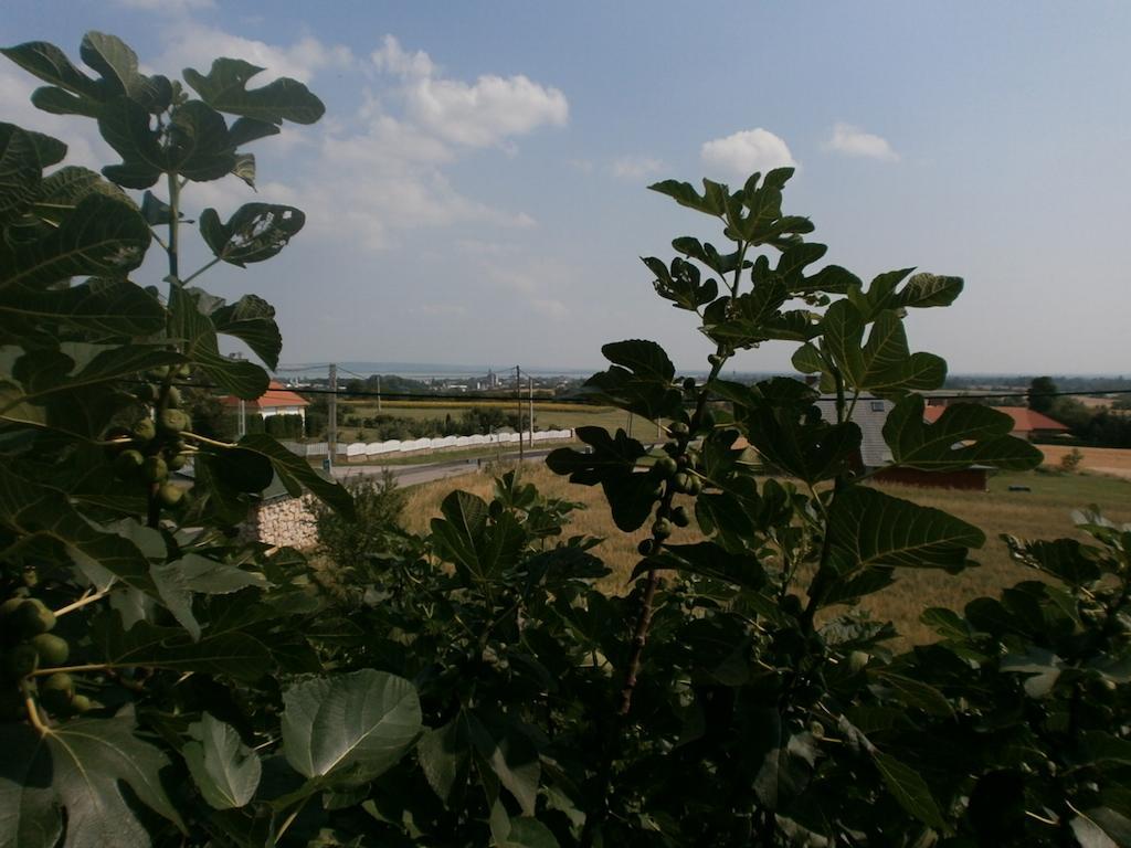 צ'רסגטומאי Feher Rozsa Apartman חדר תמונה